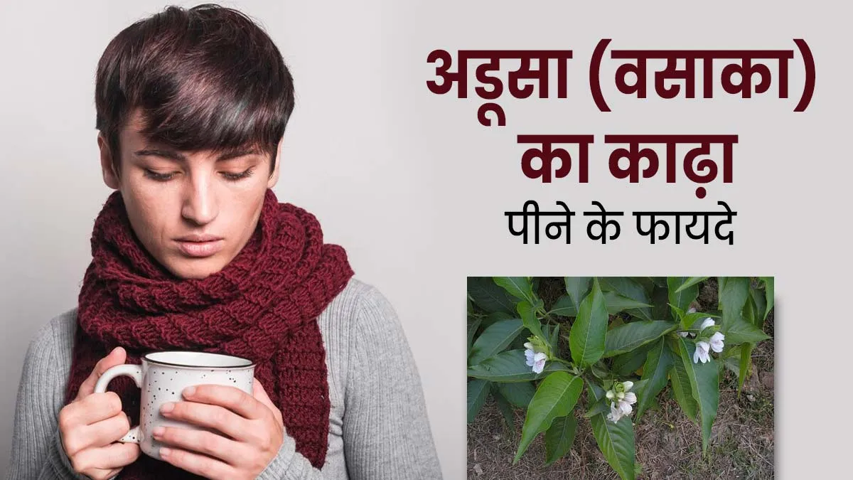 बदलते मौसम में पिएं अडूसा (वसाका) का काढ़ा, सर्दी-खांसी जैसी परेशानियों से मिलेगी राहत