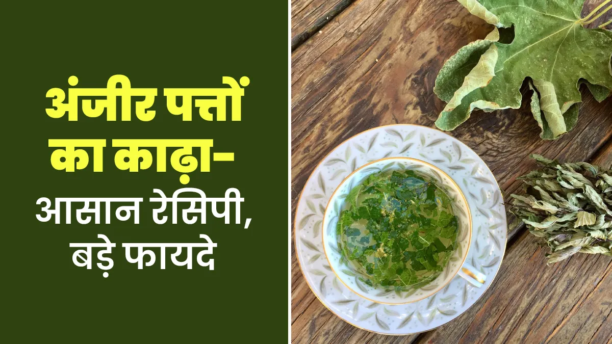 सेहत के लिए रामबाण है अंजीर के पत्तों का काढ़ा, पीने से बढ़ेगी इम्‍यून‍िटी और पाचन