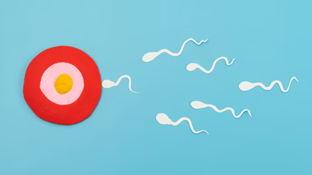 Difference-Between-Sperm-And-Semen-inside