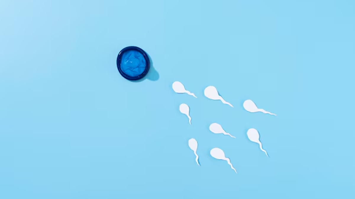 Difference-Between-Sperm-And-Semen-inside2