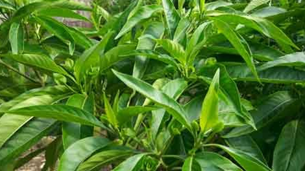 Health-Benefits-of-Adusa-khada-for-cold-and-cough-inside1