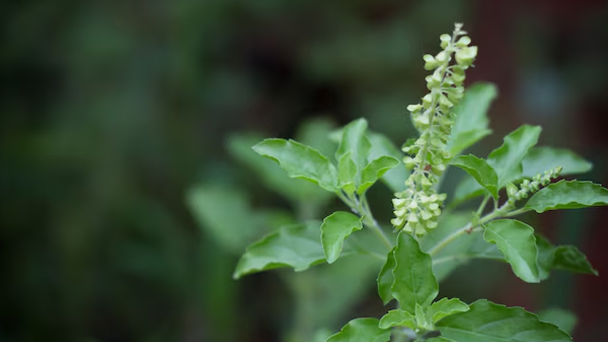 Who Should avoid Tulsi Water
