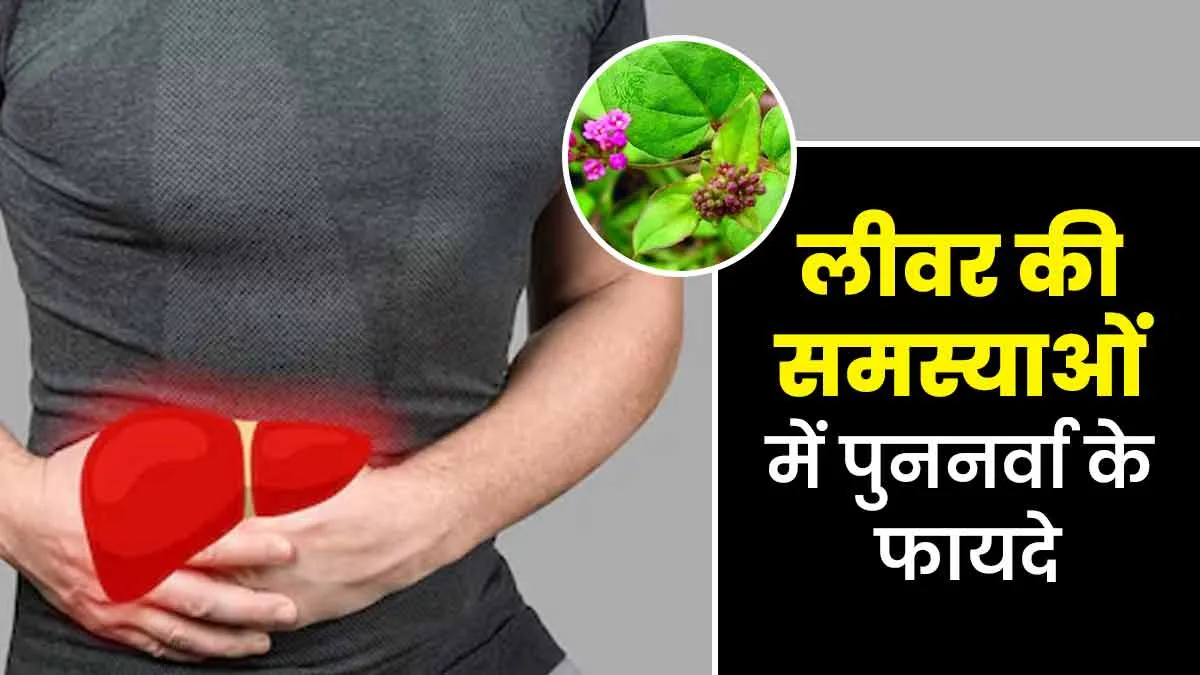 लिवर की कई समस्याओं को दूर करती है पुननर्वा, आयुर्वेदाचार्य से जानें प्रयोग का तरीका