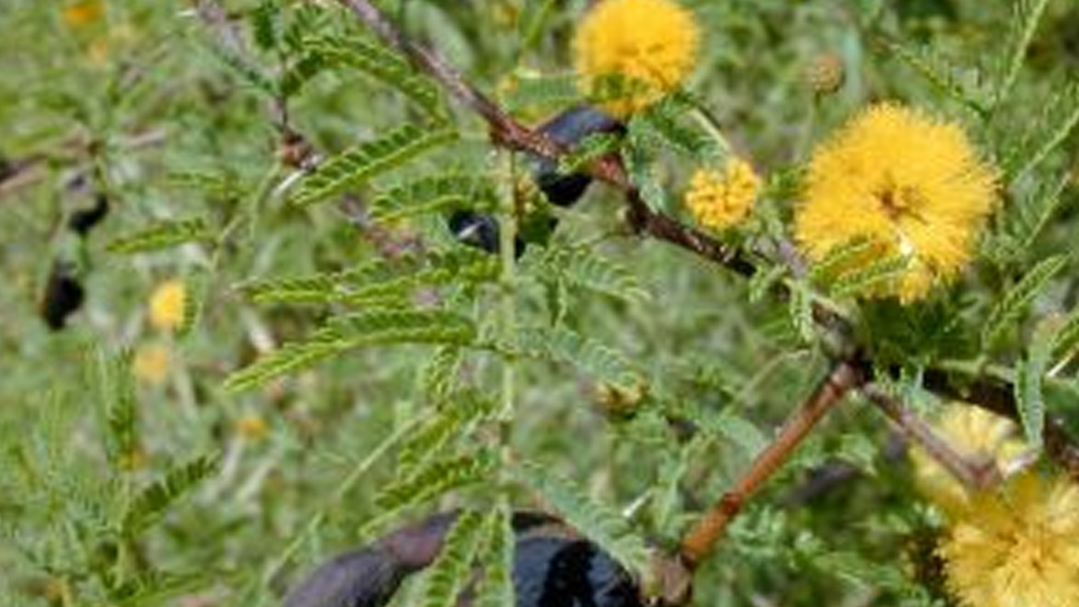 Irimed to get glowing skin