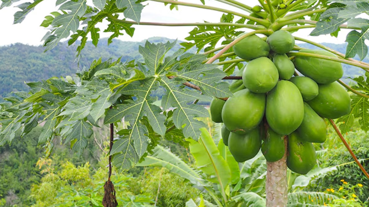 raw papaya juice with cinnamon powder is beneficial for gout arthritis and uric acid 01