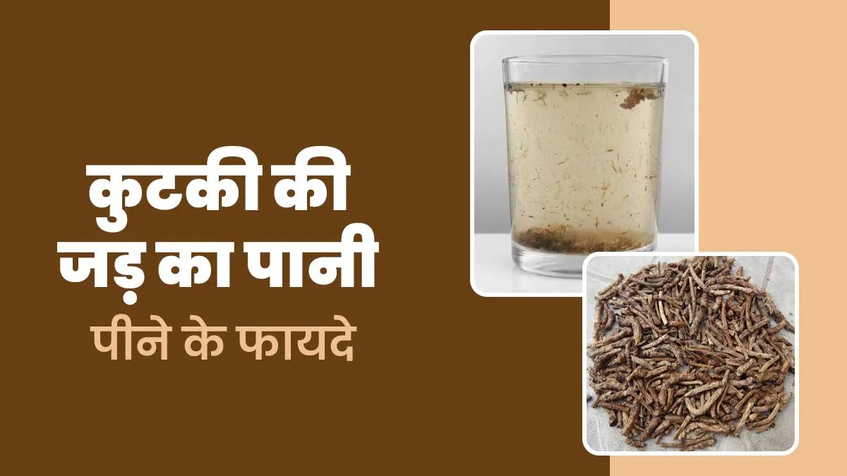 कुटकी की जड़ का पानी सेहत के लिए है वरदान, मिलेंगे कई लाभ, आयुर्वेदाचार्य से जानें