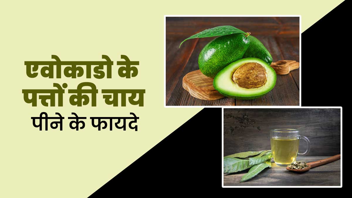 एवोकाडो के पत्तों की चाय पीने से दूर होती हैं ये समस्याएं, डायटिशियन से जानें