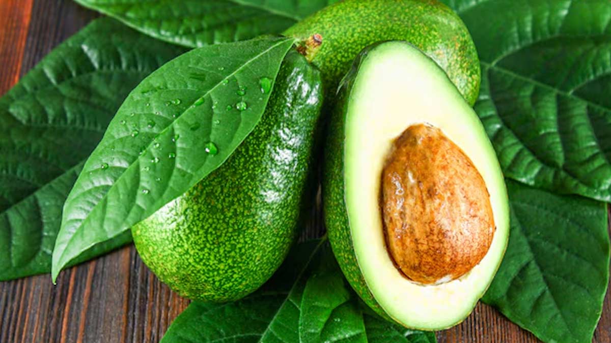 health benefits of drinking avocado leaves tea in hindi 01