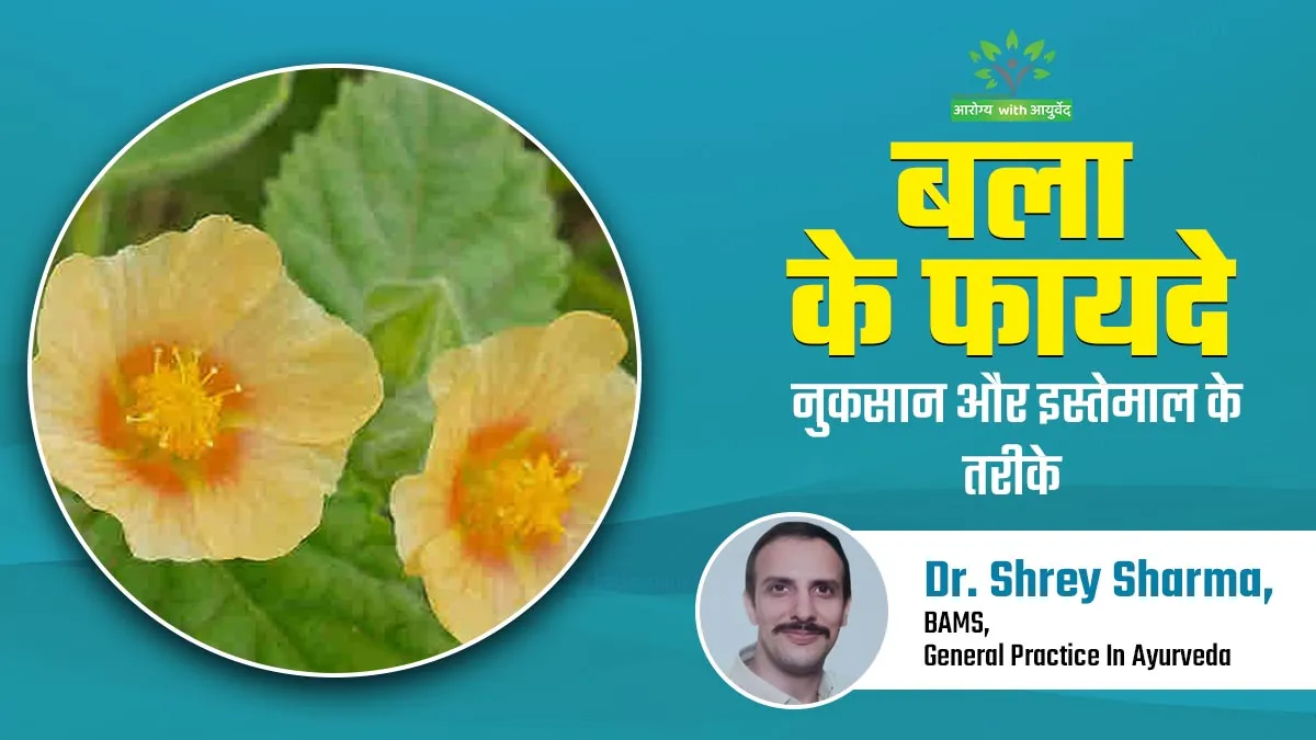 Sida Cordifolia: (बला) क्या है? जानें इसके फायदे-नुकसान और इस्तेमाल के तरीके