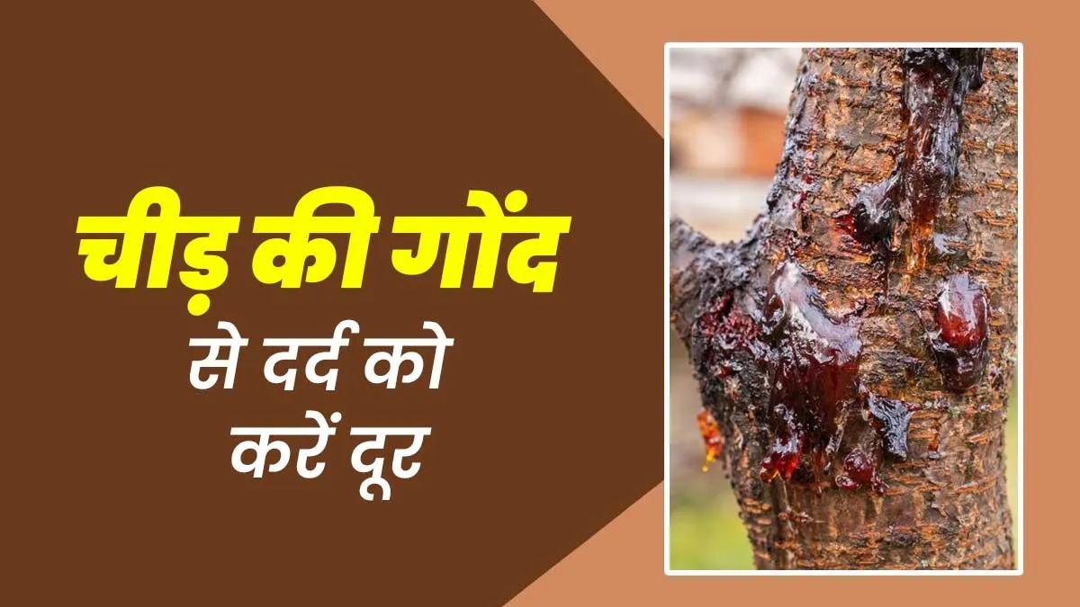 शरीर के दर्द को कम करने में मददगार है चीड़ की गोंद, जानें इसके फायदे और इस्तेमाल का तरीका