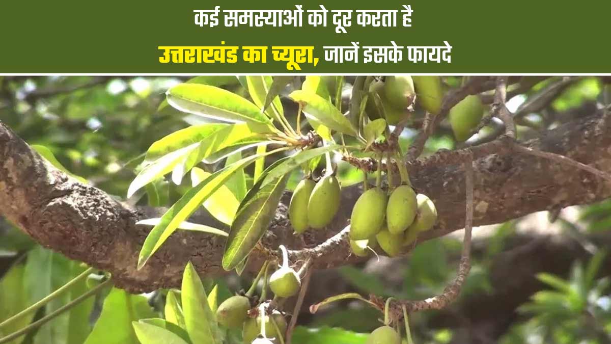 गठिया सहित कई समस्याओं को दूर करता है च्यूरा का पेड़, जानें इसके फायदे और खाने का तरीका