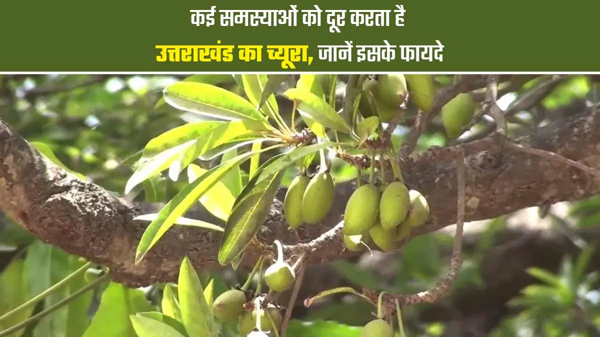 गठिया सहित कई समस्याओं को दूर करता है च्यूरा का पेड़, जानें इसके फायदे और खाने का तरीका