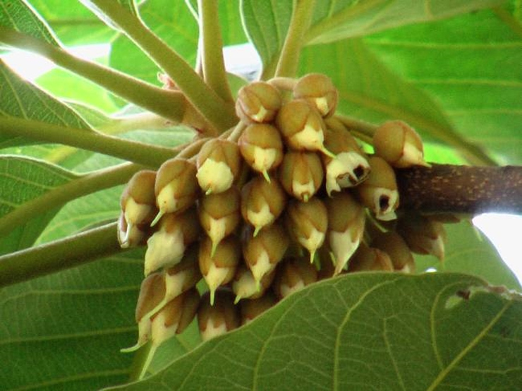 chyeura-health-benefits-in
