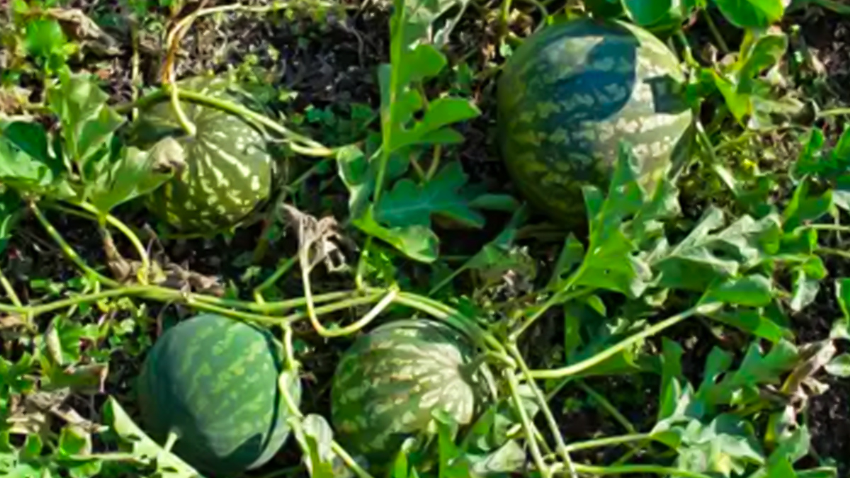 Benefits Of Tumba To Reduce Diabetes In Hindi tumba-fruits-for-diabetes-in