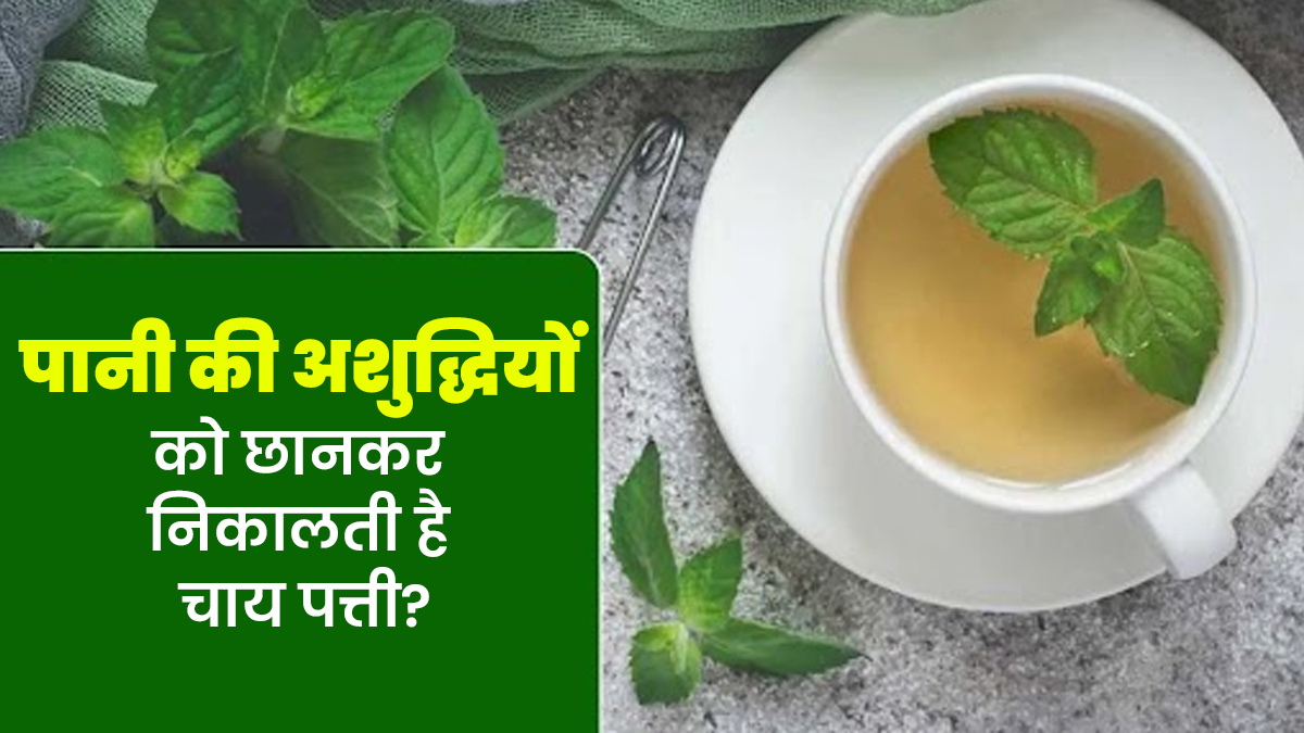 स्टडी का दावा पानी में मौजूद अशुद्धियों को  छान सकती है चाय पत्ती, रोजाना सेवन से कई समस्याओं से होगा बचाव