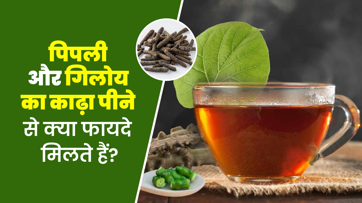 पिपली और गिलोय का काढ़ा पीने से सेहत को मिलते हैं खास फायदे, आयुर्वेदाचार्य से जानें