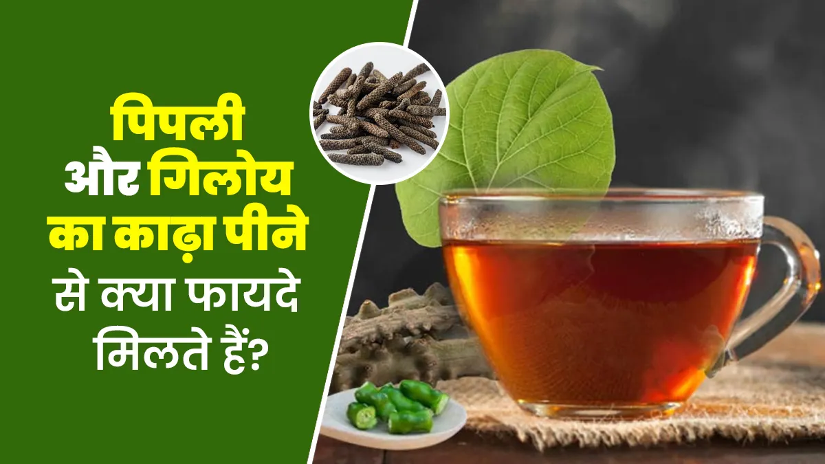 पिपली और गिलोय का काढ़ा पीने से सेहत को मिलते हैं खास फायदे, आयुर्वेदाचार्य से जानें