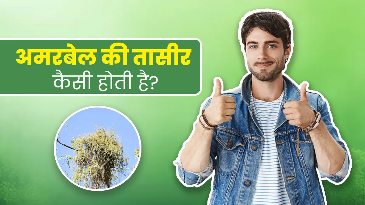 अमरबेल की तासीर कैसी होती है? जानें किस प्रकृति के लोगों के लिए फायदेमंद होती है ये जड़ी-बूटी