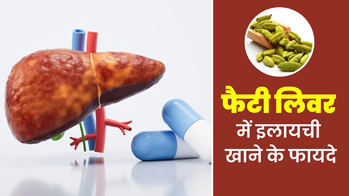 इलायची लिवर को साफ कर सकती है? एक्सपर्ट से जानें नॉन अल्कोहलिक फैटी लिवर में इसके फायदे