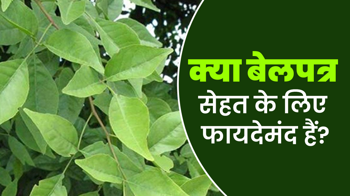 क्या बेल के पत्ते सेहत के लिए फायदेमंद हैं? आयुर्वेदाचार्य से जानें फायदे और नुकसान