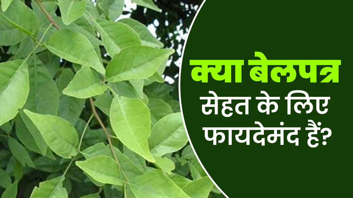 क्या बेल के पत्ते सेहत के लिए फायदेमंद हैं? आयुर्वेदाचार्य से जानें फायदे और नुकसान