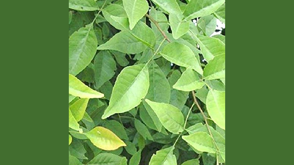 Is bael leaves healthy