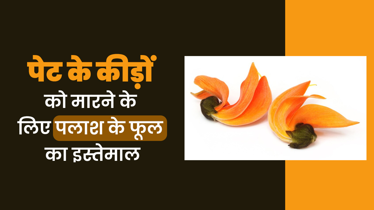 पेट के कीड़े मारने के लिए पलाश के फूल का उपयोग कैसे करें? डॉक्टर से जानें