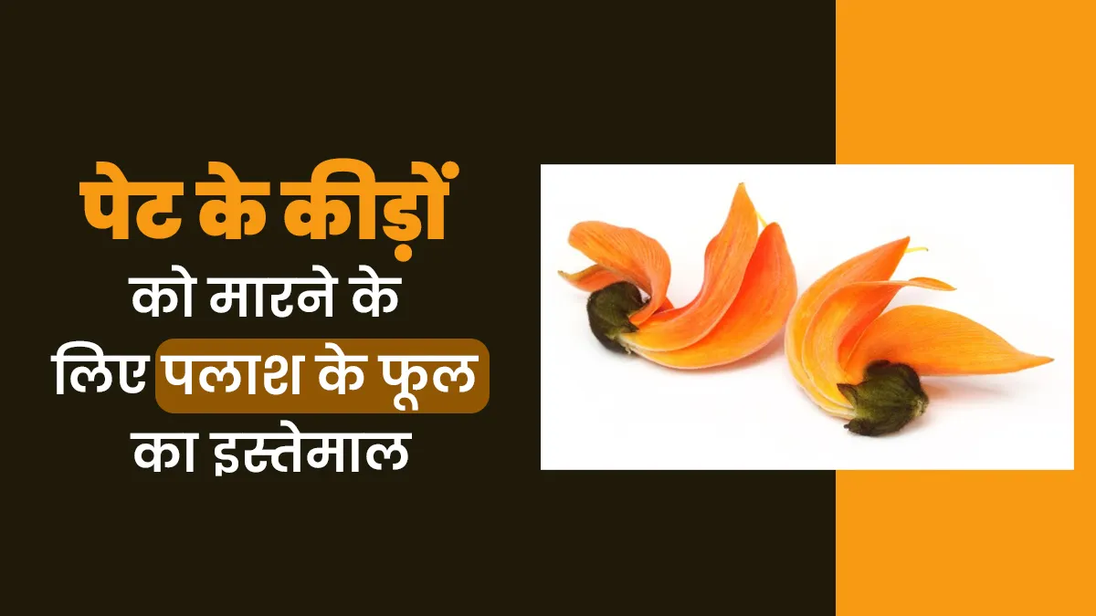 पेट के कीड़े मारने के लिए पलाश के फूल का उपयोग कैसे करें? डॉक्टर से जानें