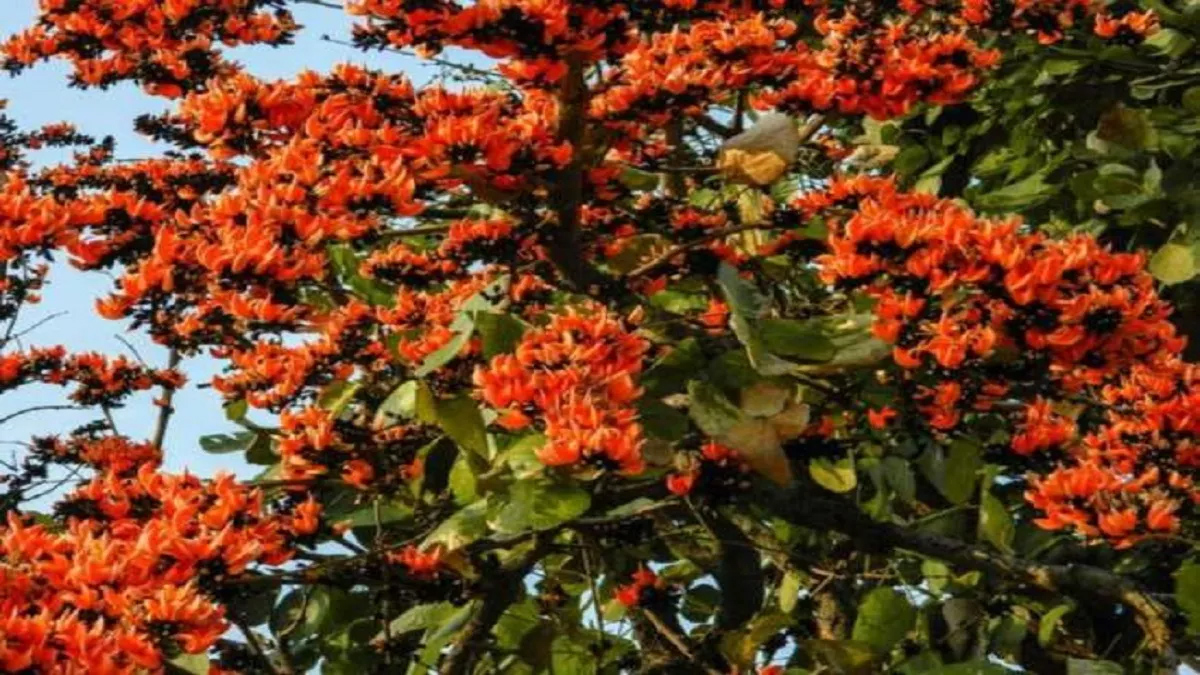 palash flower for stomach worms