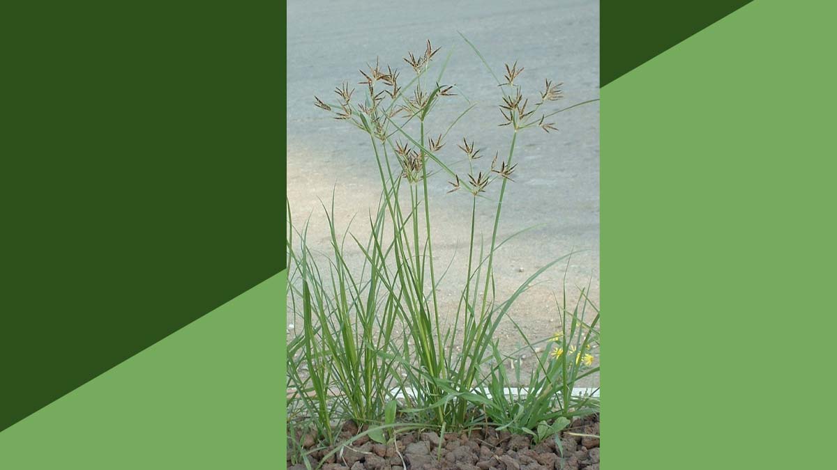 Musta Siddha Jal benefits