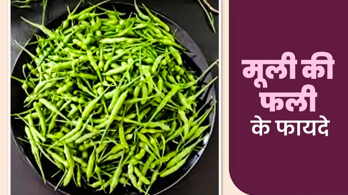 मूली की फली के हैं अनेक फायदे, आयुर्वेदाचार्य से जानें
