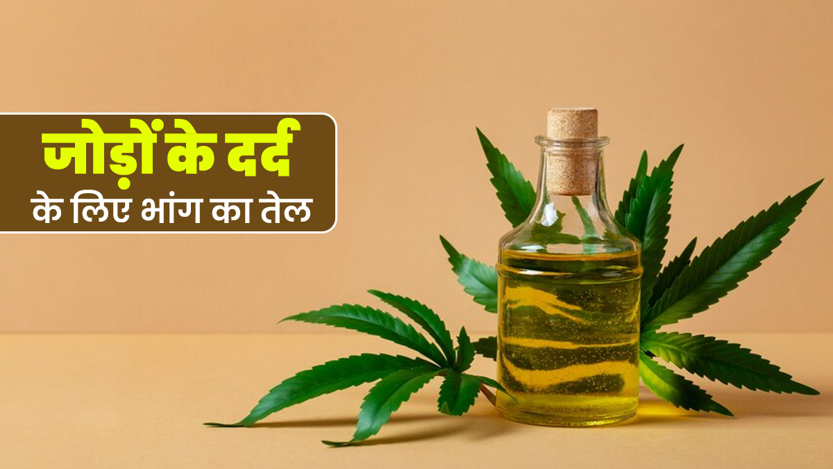 भांग का तेल है जोड़ों के दर्द में फायदेमंद, एक्सपर्ट से जानें इस्तेमाल का तरीका