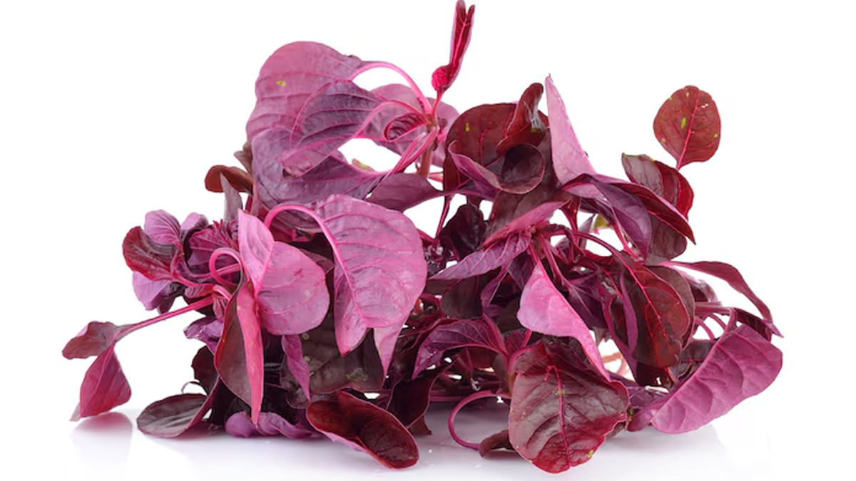 Chaulai benefits in hindi