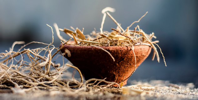 Poppy roots