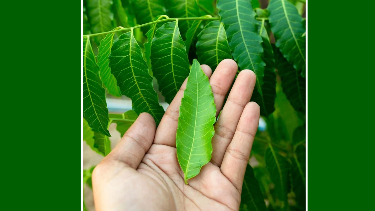 Can-chewing-neem-leaves-cause-miscarriage-inside