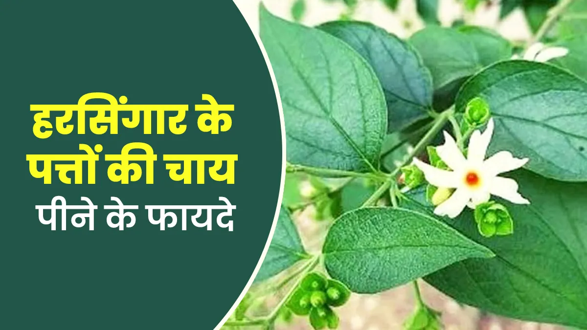 हरसिंगार के पत्तों की चाय पीने से सेहत को मिलते हैं ये 5 फायदे, जानें आयुर्वेदाचार्य से