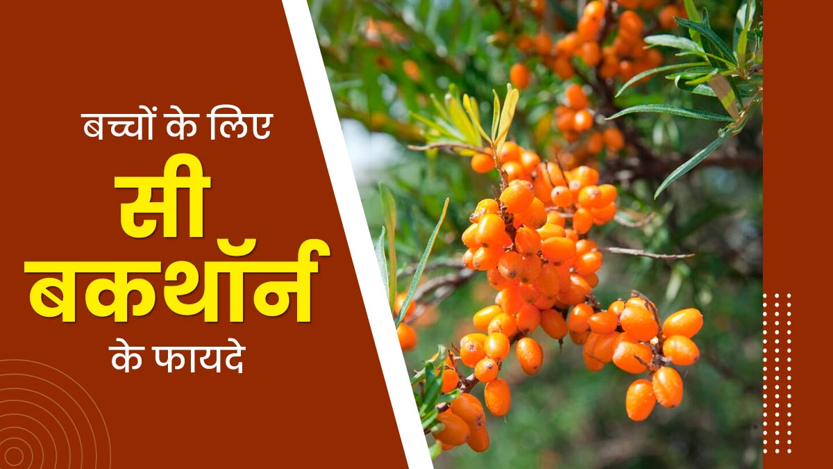 बच्चों को खिलाएं ये खास बेरी Sea Buckthorn, एक्सपर्ट से जानें इसके फायदे