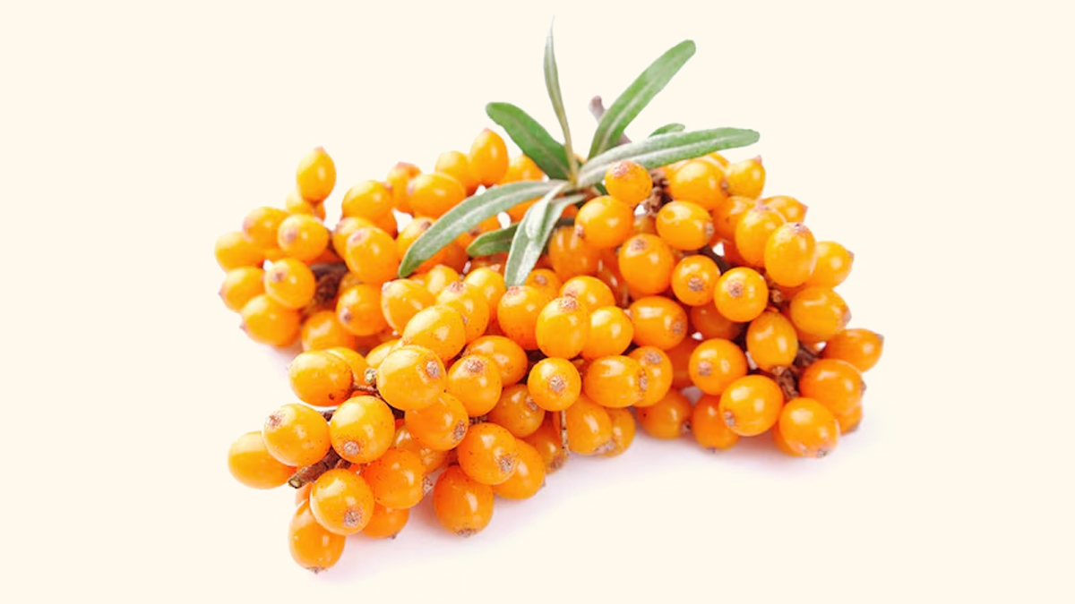 sea buckthorn benefits
