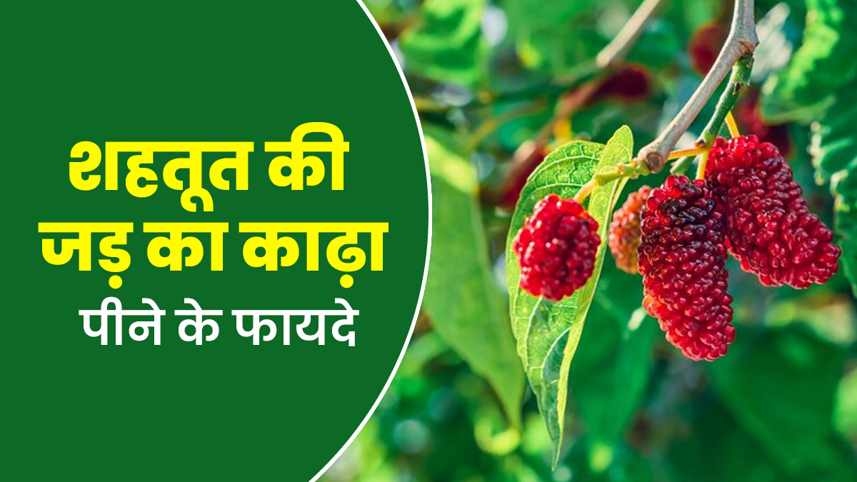 शहतूत की जड़ का काढ़ा है बेहद लाभकारी, आयुर्वेदाचार्य से जानें फायदे