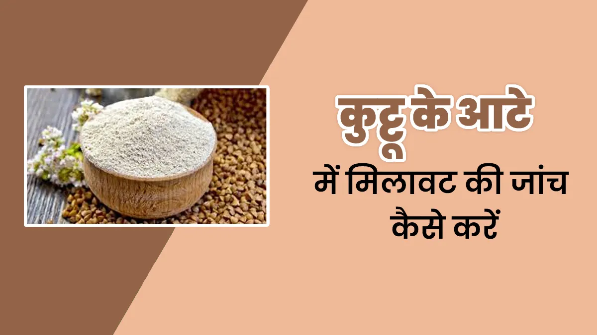 नवरात्रि व्रत में सेहतमंद समझकर कर रहे हैं कुट्टू के आटे का सेवन, तो पहले करें इसमें मिलावट की जांच