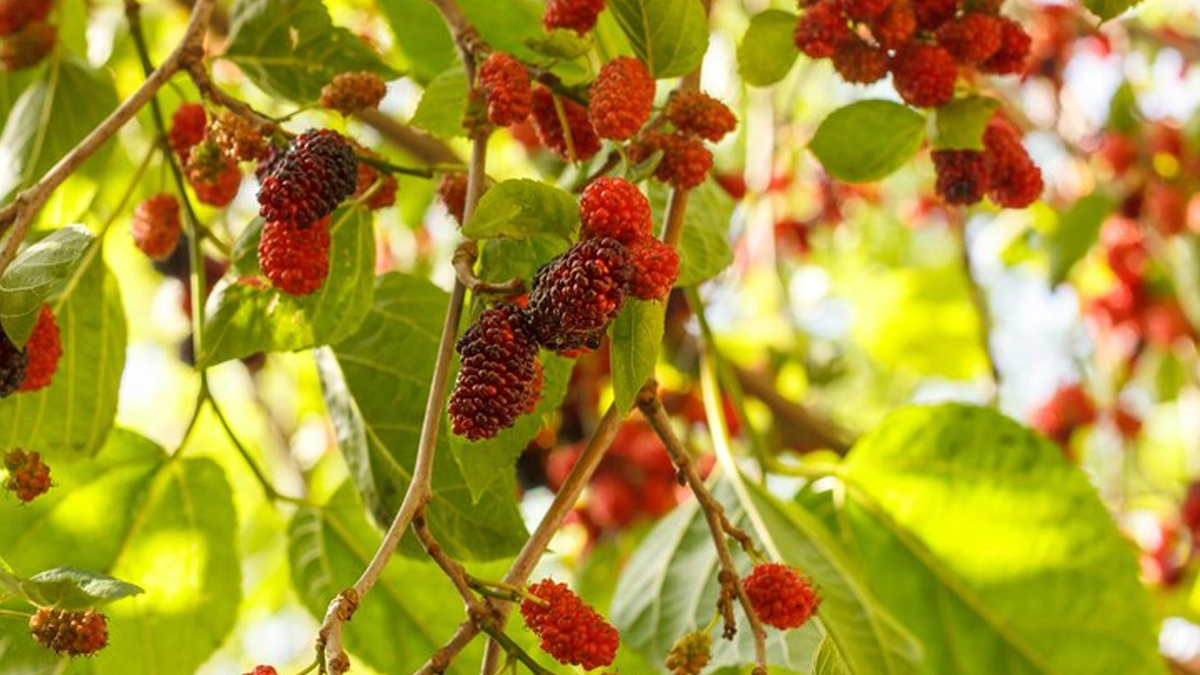 Health Benefits Of Mulberry Root