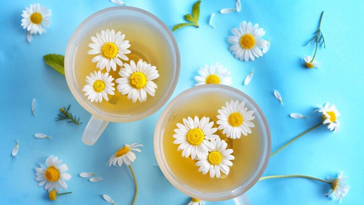क्या रोजाना कैमोमाइल चाय पीना ठीक है? आदत में डालने से पहले सुनें एक्सपर्ट की बात