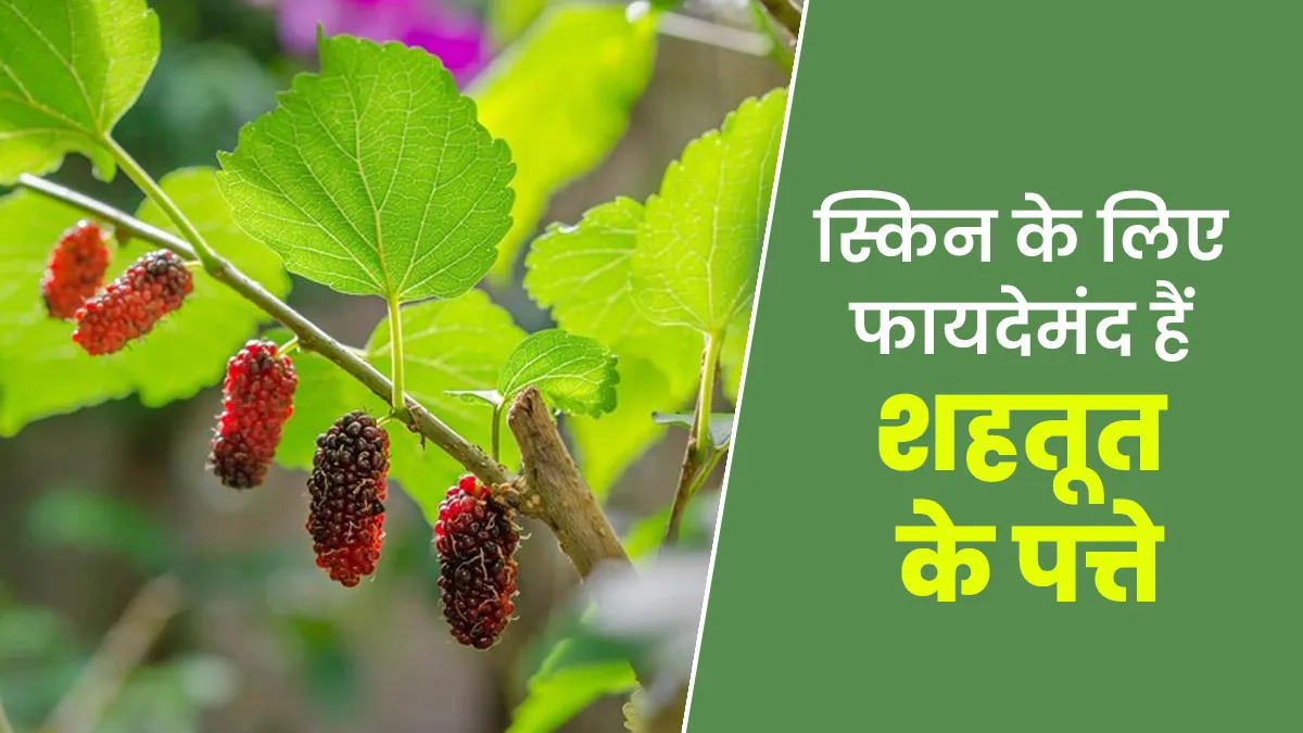 Benefits of Mulberry Leaves for Skin: त्वचा रोगों के लिए लाभकारी हैं शहतूत के पत्ते, एक्सपर्ट से जानें उपयोग के तरीके
