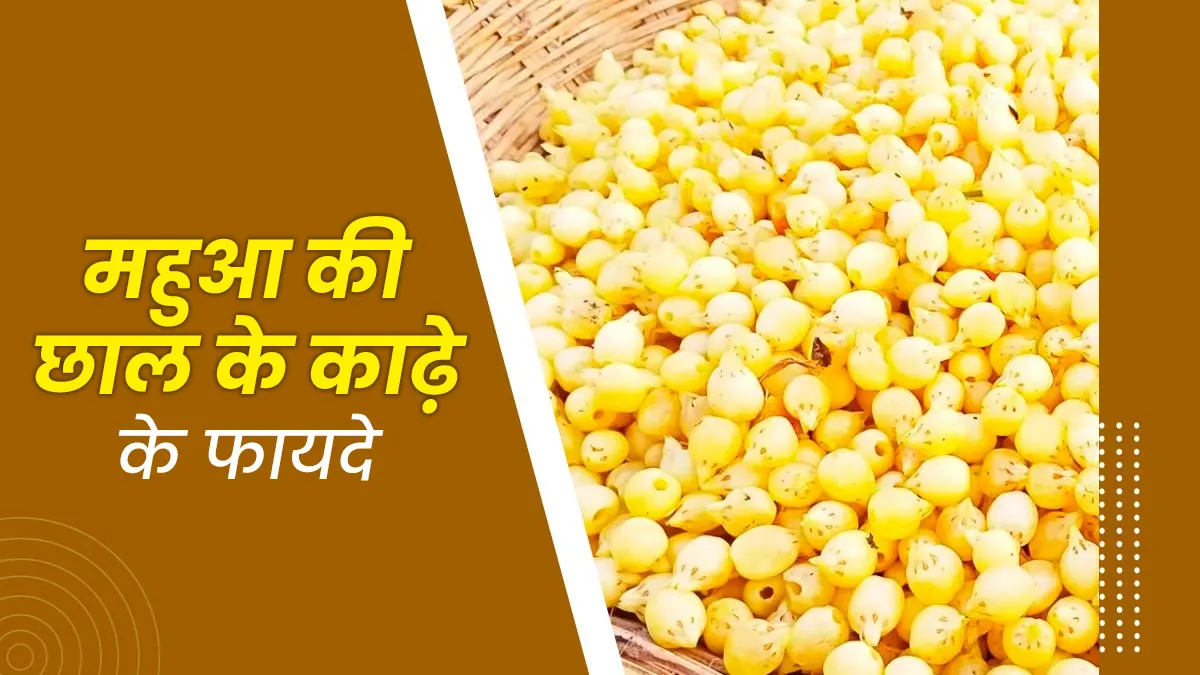महुआ की छाल का काढ़ा पीने से सेहत को मिलते हैं ये 5 फायदे