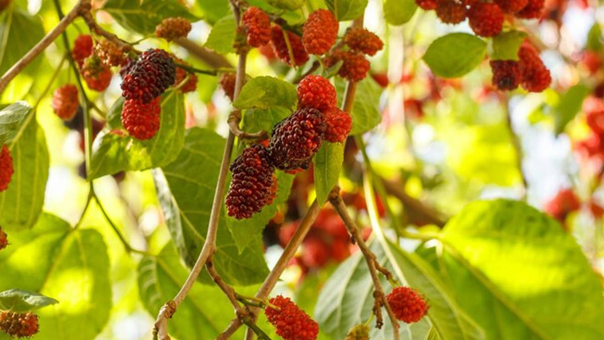 How to use mulberry leaf for skin