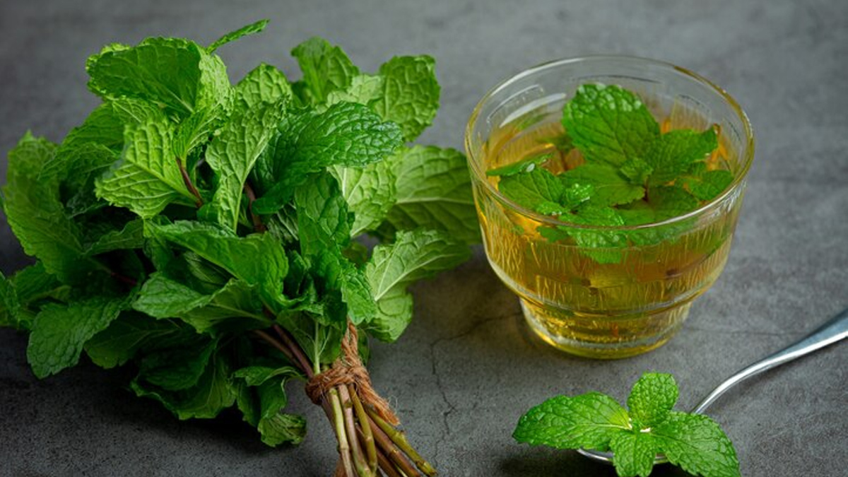 Tulsi Water Benefits For Thyroid In Hindi  Benefits-of-drinking-tulsi-water-for-thyroid-in