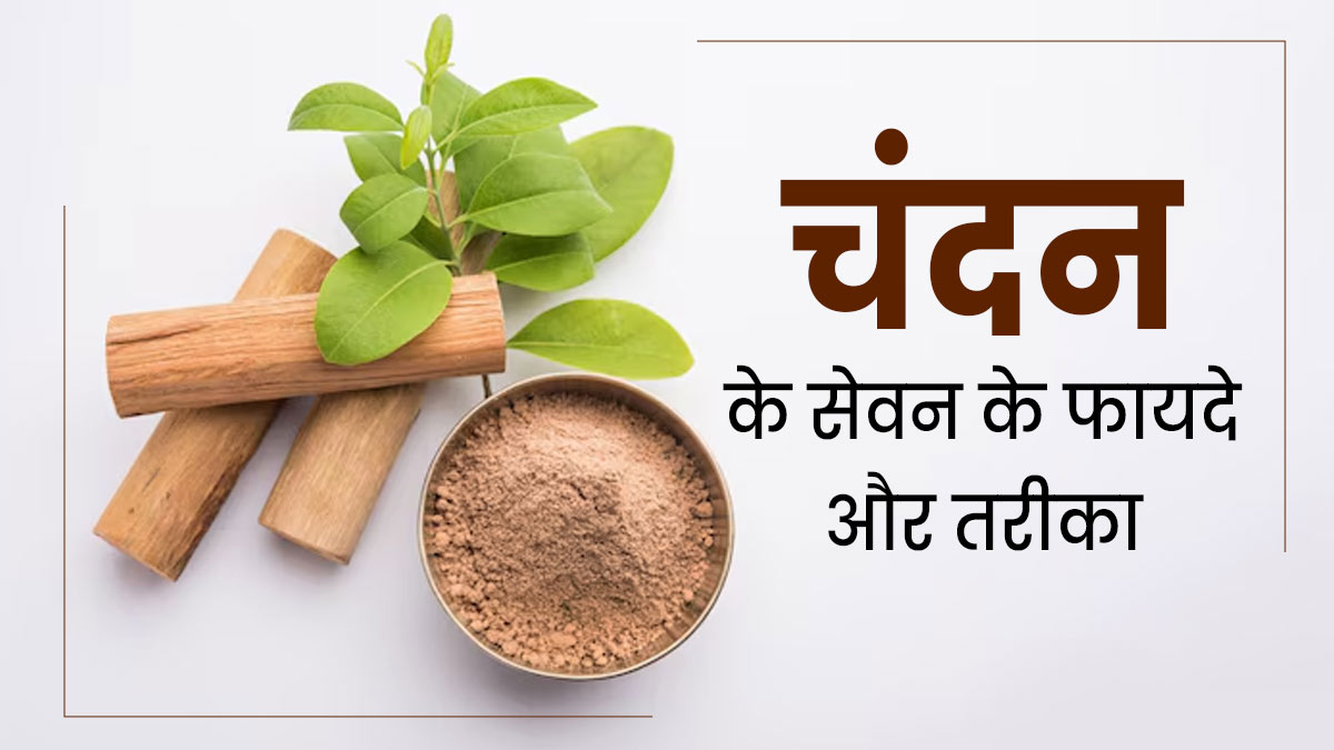 चंदन का सेवन कैसे करें? जानें आयुर्वेदाचार्य से सही तरीका और फायदे