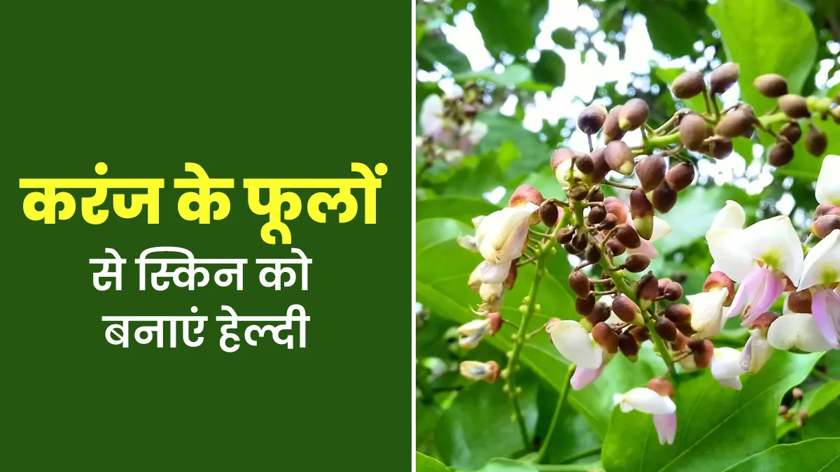त्वचा के लिए बेहद लाभकारी हैं करंज के फूल, आयुर्वेदाचार्य से जानें फायदे और तरीके