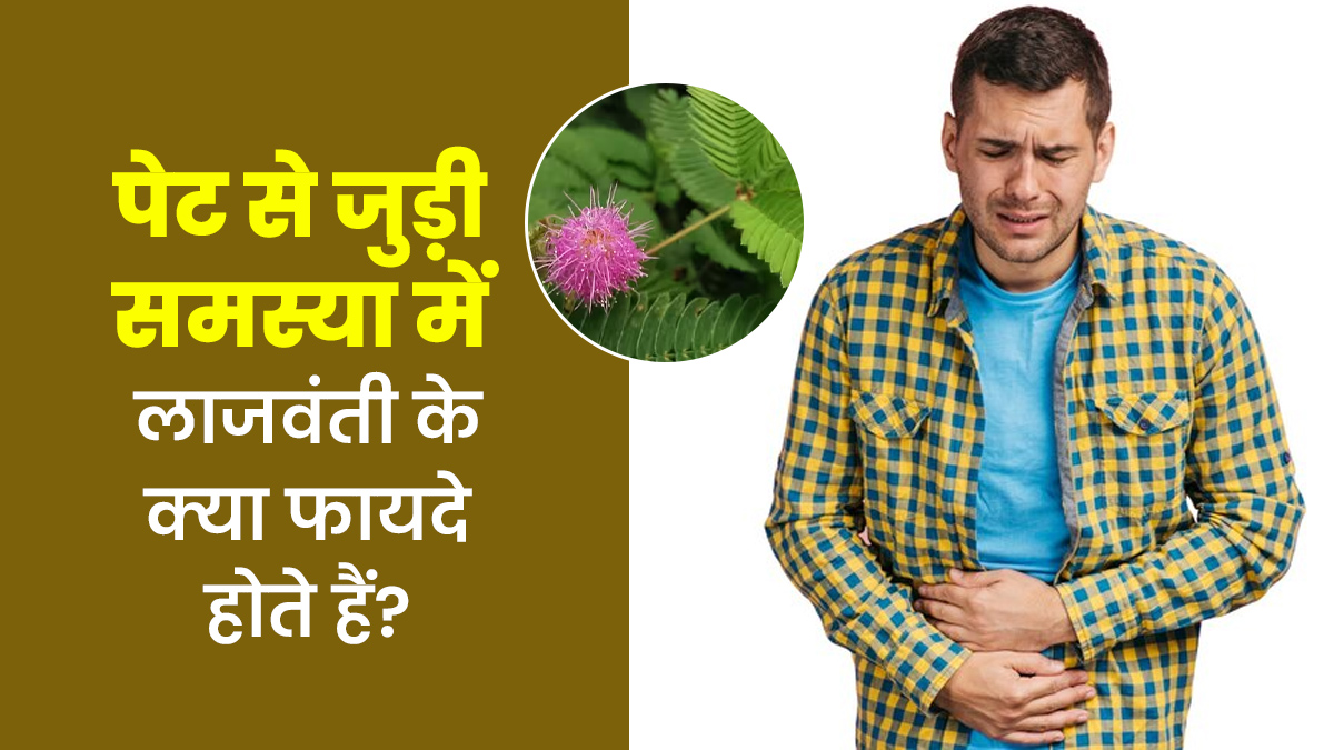 अल्सर में लाजवंती के क्या फायदे होते हैं? आयुर्वेदाचार्य से जानें