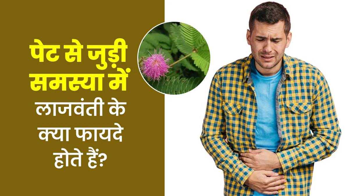अल्सर में लाजवंती के क्या फायदे होते हैं? आयुर्वेदाचार्य से जानें